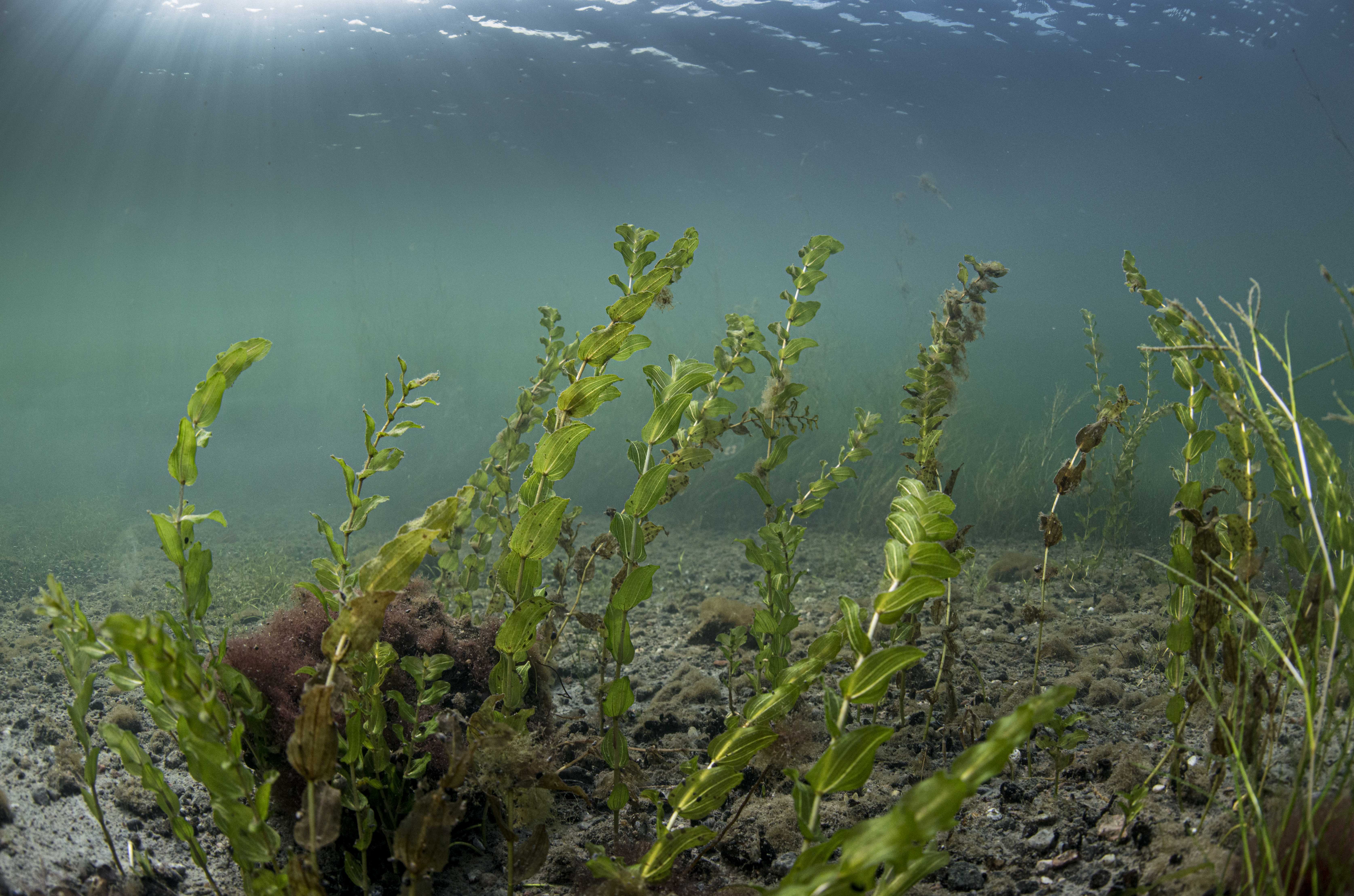Meyer Turku mukaan Baltic Sea Action Groupin merensuojelutyöhön  